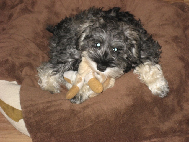 Inca with a stuffy when she was 3 months old