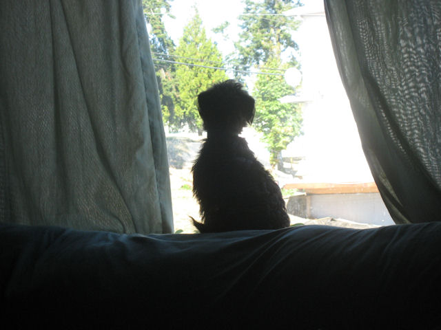 Charlie silhouetted in the window keeping watch.